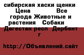 сибирская хаски щенки › Цена ­ 10 000 - Все города Животные и растения » Собаки   . Дагестан респ.,Дербент г.